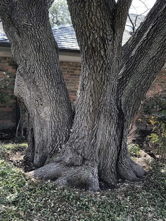 Mature heritage tree close to a Carlisle property cared for by certified arborists
